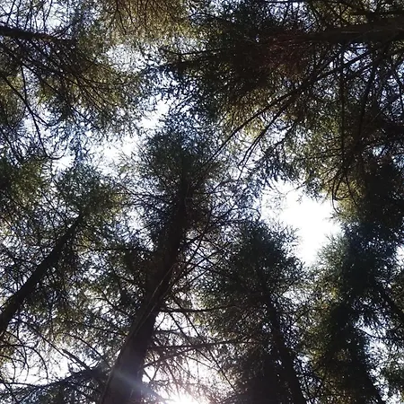 Entre Les Cedres