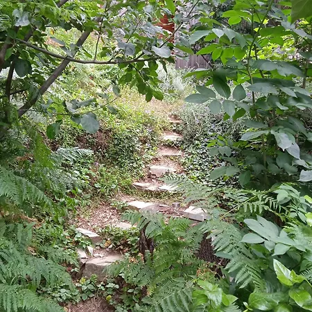 Entre Les Cedres * Le Vigan (Gard)