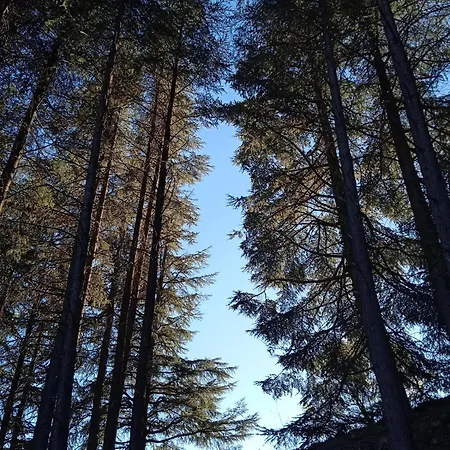 Entre Les Cedres *