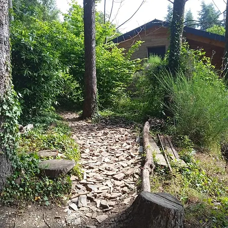 Entre Les Cedres *